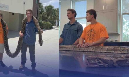Encuentran en La Florida: pitón más larga del mundo