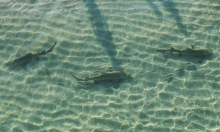 Tiburones sorprenden a bañistas en playa de Miami