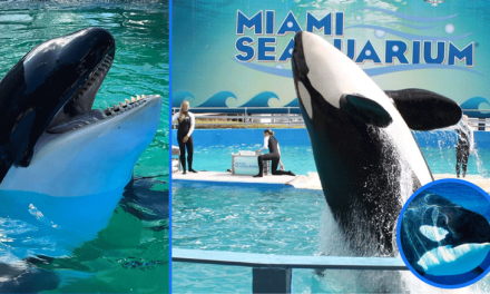 Fallecimiento de Lolita: Un final conmovedor para la orca en cautiverio más longeva