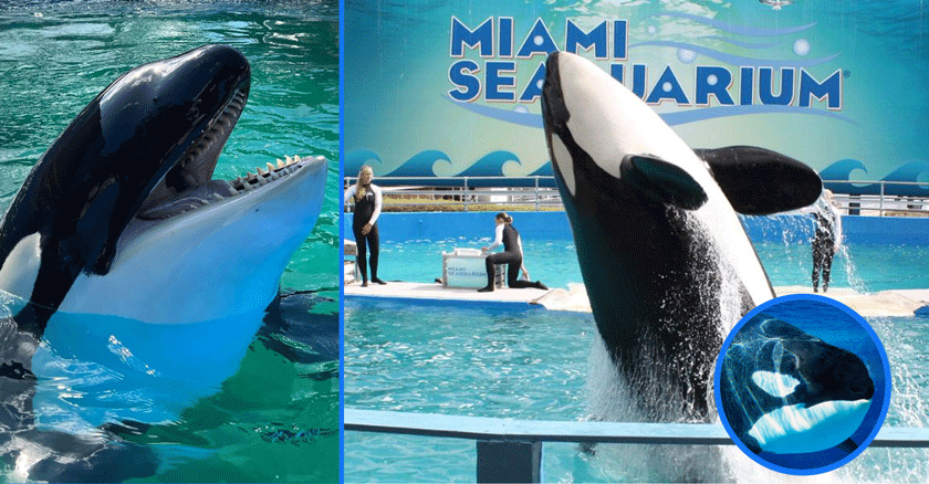 Fallecimiento de Lolita: Un final conmovedor para la orca en cautiverio más longeva
