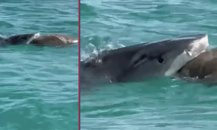 Pescador capta  tiburón comiéndose una tortuga en Miami