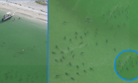 Drone capta inusual congregación de tiburones cerca de bañistas en playa de Florida