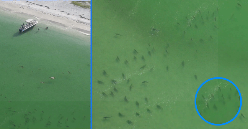 Drone capta inusual congregación de tiburones cerca de bañistas en playa de Florida