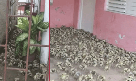 Insólita invasión de cangrejos irrumpen en hogares de Caibarién