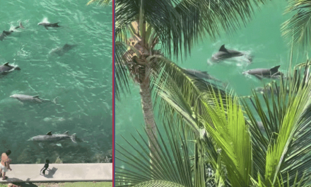 Delfines se pasean por la Bahía de Miami brindando un espectáculo natural inesperado y emocionante.