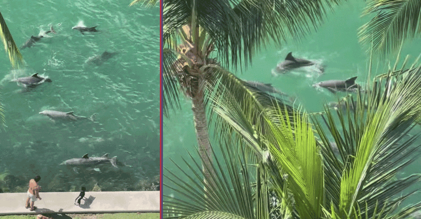 Delfines se pasean por la Bahía de Miami brindando un espectáculo natural inesperado y emocionante.